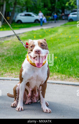 Cane a camminare nel parco in collari al guinzaglio Foto Stock