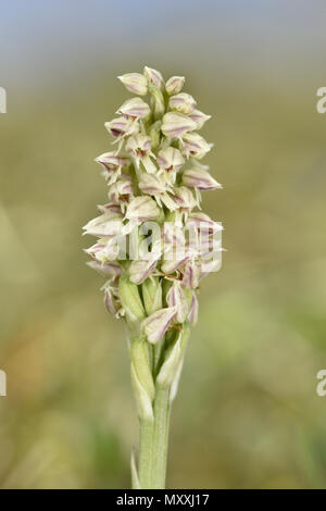 Dense-Orchidea fiorito - Neotinea maculata Foto Stock