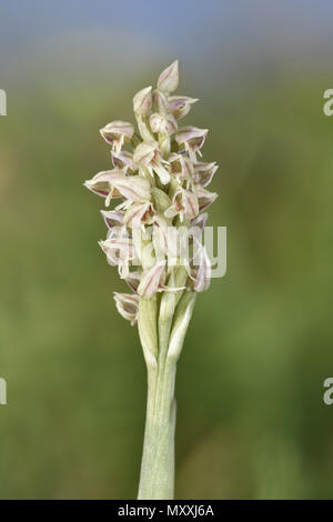 Dense-Orchidea fiorito - Neotinea maculata Foto Stock