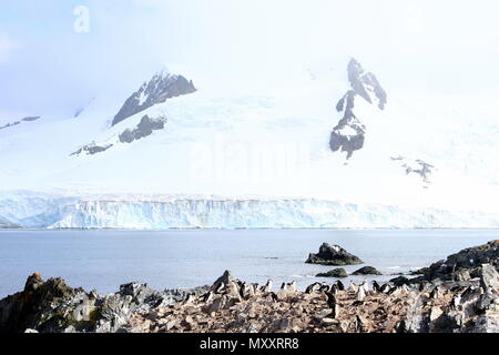 Colonia Chinstrap Foto Stock