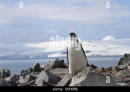 Colonia Chinstrap Foto Stock