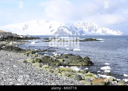 Colonia Chinstrap Foto Stock