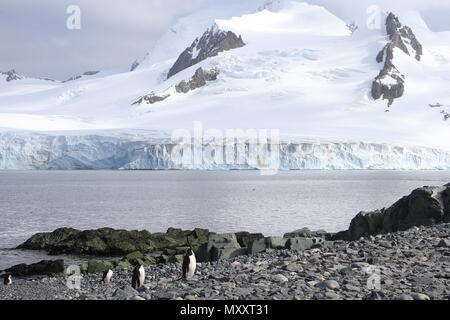 Colonia Chinstrap Foto Stock