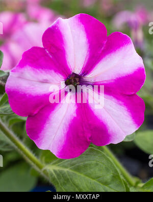 La Petunia 'famoso Lampone Star' Foto Stock