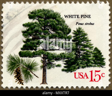 White pine (Pinus strobus) Timbro Foto Stock