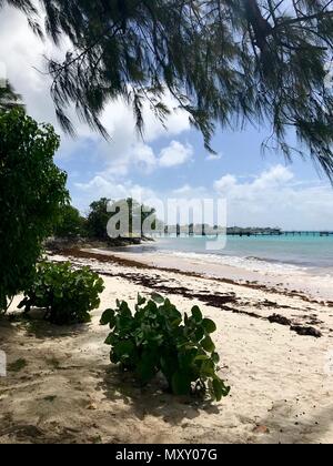 Idilliaco Welches bella spiaggia di Oistins sull'isola caraibica di Barbados con vegetazione lussureggiante, sabbia bianca, acque cristalline e un molo Foto Stock