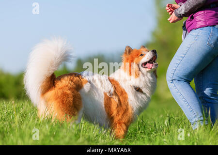 Foto di una persona che dà il suo cane elo a trattare Foto Stock