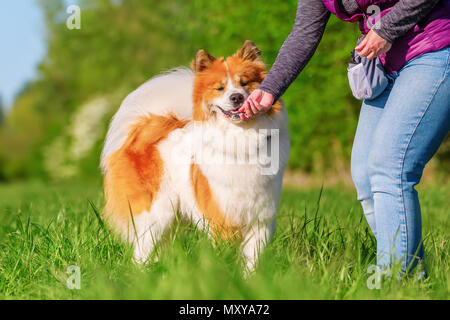 Foto di una persona che dà il suo cane elo a trattare Foto Stock