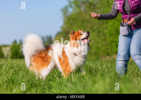 Foto di una persona che dà il suo cane elo a trattare Foto Stock