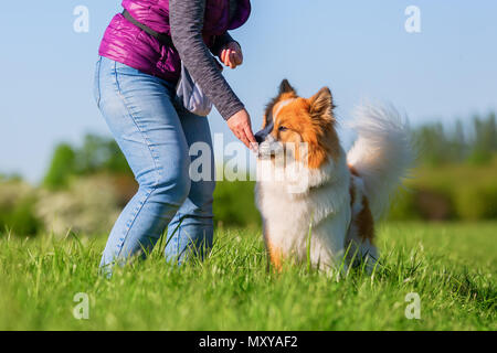 Foto di una persona che dà il suo cane elo a trattare Foto Stock