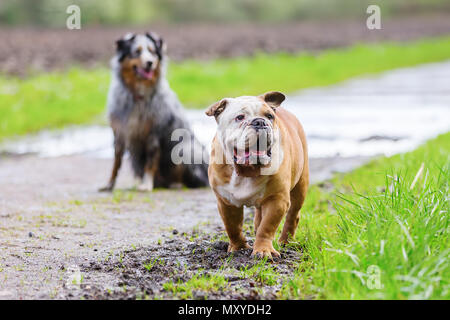 Immagine di un Bulldog Inglese e un pastore australiano su un sentiero Foto Stock