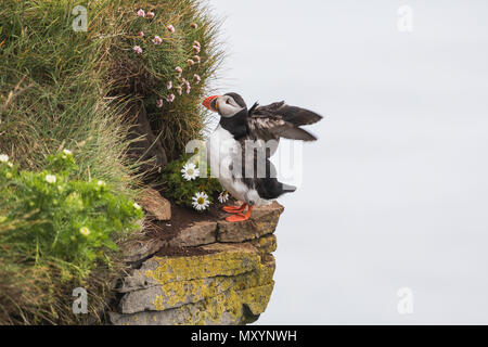 Puffin con Leucanthemum sulle scogliere in Islanda in una giornata di sole Foto Stock