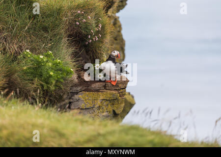 Puffin con Leucanthemum sulle scogliere in Islanda in una giornata di sole Foto Stock