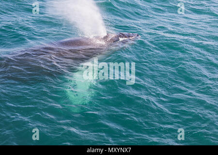 Humpback Whale soffiando aria pronto a calarsi in Islanda Foto Stock