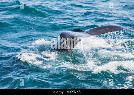 Humpback Whale diving, la coda al di fuori del mare su Islanda Foto Stock