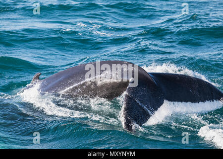 Big Humpback Whale diving e mostrando la sua coda vicino a husavik in Islanda Foto Stock