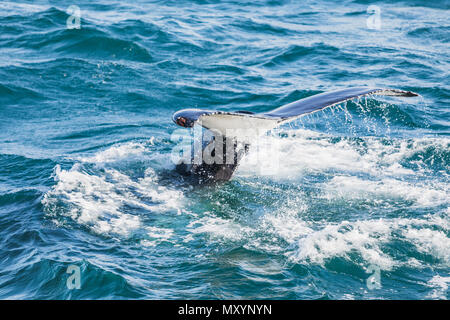 Big Humpback Whale diving e mostrando la sua coda vicino a husavik in Islanda Foto Stock