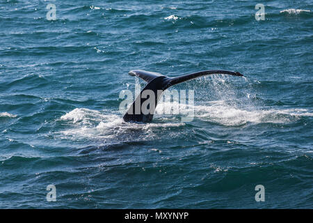 Big Humpback Whale diving e mostrando la sua coda vicino a husavik in Islanda Foto Stock