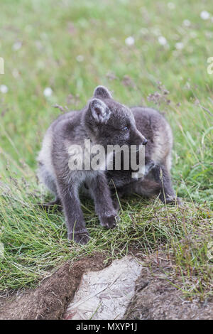 In prossimità dei due giovani giocoso Arctic Fox cub davanti alla loro tana in Islanda Foto Stock