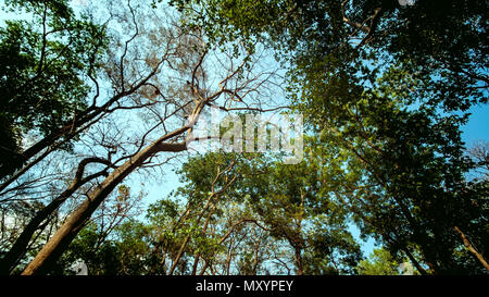 Alberi a secco, aria calda, rami senza foglie. Foto Stock