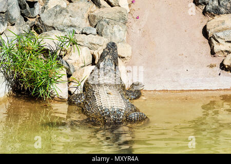 Animali predatori. Crocodile strisciato fuori dell'acqua e crogiolarsi al sole Foto Stock