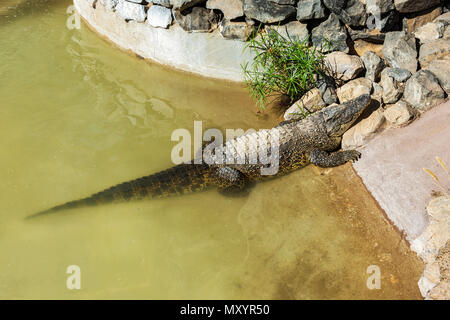 Crocodile strisciato fuori dell'acqua e crogiolarsi al sole. Animali predatori Foto Stock