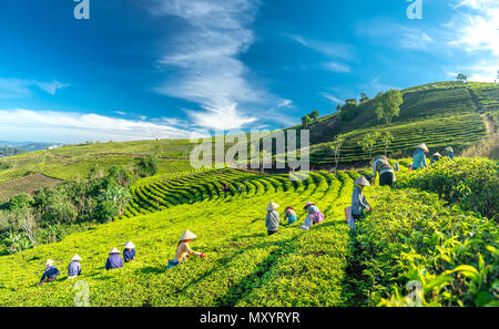 Gruppo di agricoltori in costume del lavoro, cappelli conici la raccolta di tè del mattino. Questa è una forma di contratti collettivi di lavoro e riflette la cultura nelle highlands Foto Stock