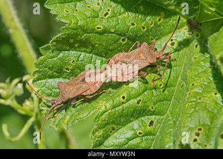 Una coniugata coppia di Dock Bugs (Coreus marginatus) Foto Stock