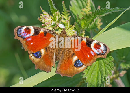 Peacock (Aglais io) Foto Stock