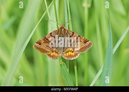 Burnett Companion (Euclidia glyphica) Foto Stock