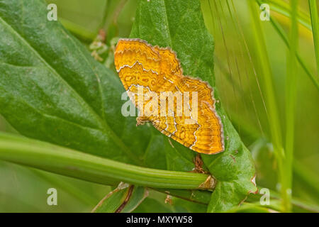 Conchiglia gialla (Camptogramma bilineata) Foto Stock