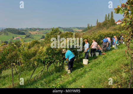 La cantina Crnko. 'Slovenian Hills". La Slovenia Foto Stock