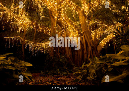 Festa degli alberi illuminati - Brisbane, Queensland, Australia Foto Stock