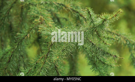 Ramo di pino con gocce dopo la pioggia. Ramo di abete rosso lascia con gocce di pioggia.Il verde lussureggiante ramo di abete rosso. Verde ramo di abete rosso con gocce d'acqua. Foto Stock