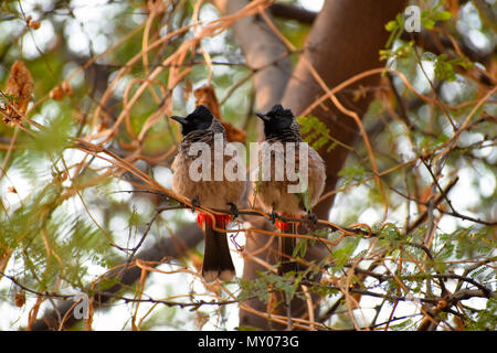 Due bulbuls su un ramo di albero. Il bulbuls sono una famiglia, Pycnonotidae Foto Stock