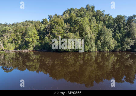 Alberi riflessa nel fiume Gordon, costa Ovest della Tasmania Foto Stock