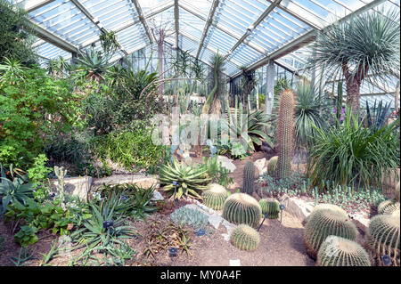 London, Regno Unito - Aprile 2018: cactus e piante provenienti da dieci diverse zone climatiche essendo esposto alla principessa di Galles Conservatorio, Kew Garden Foto Stock