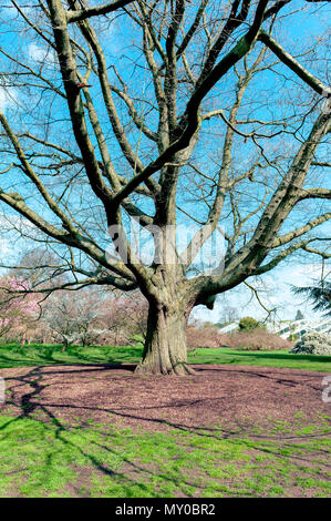 London, Regno Unito - Aprile 2018: grande quercia rossa o o champion quercia (Quercus rubra), albero nativo del Nord America, crescendo a Kew Gardens Foto Stock