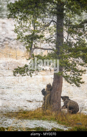 Orso grizzly (Ursus arctos)- graffiare indietro e lo sfregamento contro il tronco di un albero di pino, Chilcotin deserto, British Columbia BC, Canada Foto Stock