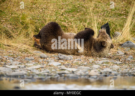 Orso grizzly (Ursus arctos)- sfregamento e rotolamento con un scartato il soffietto in gomma in prossimità del fiume Chilcotin deserto, British Columbia BC, Canada Foto Stock