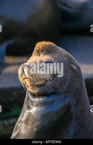 Il leone marino della California (Zalophus californianus) maschi sdraiati su un molo, Newport, Oregon, Stati Uniti d'America Foto Stock