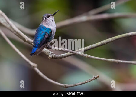 Una selvaggia femmina adulta bee hummingbird, Mellisuga helenae, Zapata Parco Nazionale di Cuba. Foto Stock