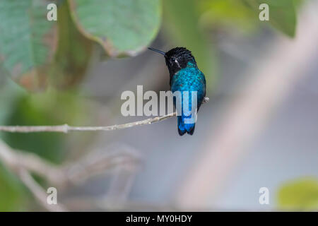 Un selvaggio maschio adulto bee hummingbird, Mellisuga helenae, Zapata Parco Nazionale di Cuba. Foto Stock