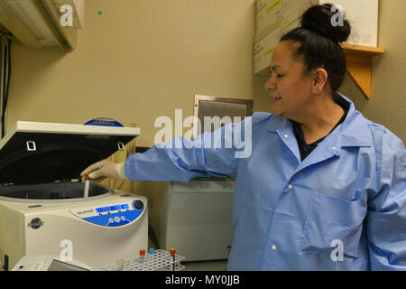 Un tecnico di laboratorio medico colloca un campione di sangue in una centrifuga presso la Minot Air Force base, North Dakota. La centrifuga separa gli eritrociti dal plasma e dal siero per preparare i campioni per l'analisi chimica. Questo processo supporta test di laboratorio accurati e valutazioni diagnostiche come parte dei servizi medici di routine forniti dal gruppo medico dell'aeronautica militare. Foto Stock