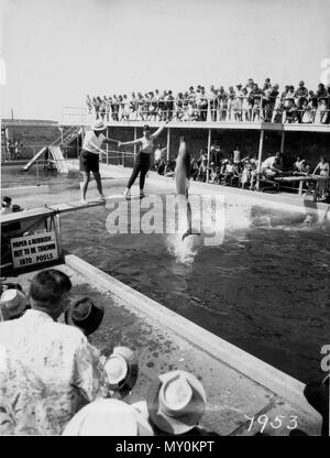 Jack Evans focena piscina, Coolangatta, 1 settembre 1963. Il Jack Evans Focena Pool è stato uno dei primi attrazioni turistiche sulla Gold Coast, apertura nel 1956. Sebbene la fotografia originale con sottotitoli è come essere in Tweed capi, la piscina era sul lato nord del punto di pericolo, Coolangatta. Foto Stock