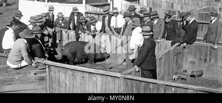 Maiale classe di istruzioni Gatton College, 1928. Dalla settimana, venerdì 1 giugno 1928: ALLEVAMENTO SUINO 181774514?searchTerm=suini gatton college&amp;searchLimits=l-membro=Queensland|||l-decennio=192|||l-Anno=1928 ) LA SCUOLA PER GLI AGRICOLTORI accordi sono fatti per tenere a Queensland Agricolo di alta scuola e college, Gatton, una scuola di istruzione dell allevamento suino, ha detto il Ministro per la pubblica istruzione (Sig. T. WILSON) venerdì pomeriggio. Presso la scuola e che durerà dal 11 giugno fino al 23 giugno i temi trattati includeranno allevamento, cross-incrociando, alimentando, malattie, la cura e la gestione, mark Foto Stock