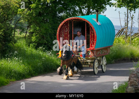 Carovane zingare rom che viaggiano su strada. Un carro vanner, vardo, carovane a prua, tradizionale carro trainato da cavalli, carri decorati con decorazioni ornamentali e carri viventi Kirkby Stephen, Cumbria. Richard Huntly e i membri della comunità itinerante si dirigono alla Appleby Horse Fair mentre le strade in Cumbria e le Yorkshire Dales forniscono pascolo per i loro cavalli di cocco in rotta per il loro raduno annuale. La fiera dei cavalli si tiene ogni anno all'inizio di giugno. Attrae circa 10.000 zingari e viaggiatori e circa 30.000 altre persone. È considerata la più grande fiera zingara tradizionale d'Europa. Foto Stock