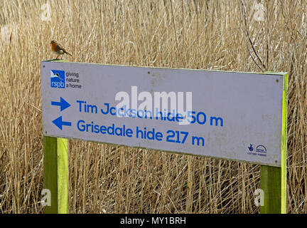 Robin appollaiato sul segno, Leighton Moss, RSPB riserva naturale, Lancashire, Inghilterra, Regno Unito Foto Stock