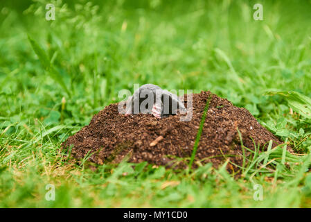 Close up di mole in giardino. Talpa europaea, strisciando fuori del molehill marrone, verde prato sfondo. Messa a fuoco selettiva Foto Stock