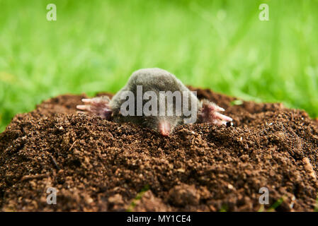 Close up di mole in giardino. Talpa europaea, strisciando fuori del molehill marrone, verde prato sfondo. Messa a fuoco selettiva Foto Stock